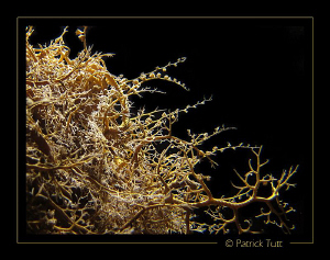 Ophiuroid on night dive - Saudi Arabia - Canon S90 with h... by Patrick Tutt 